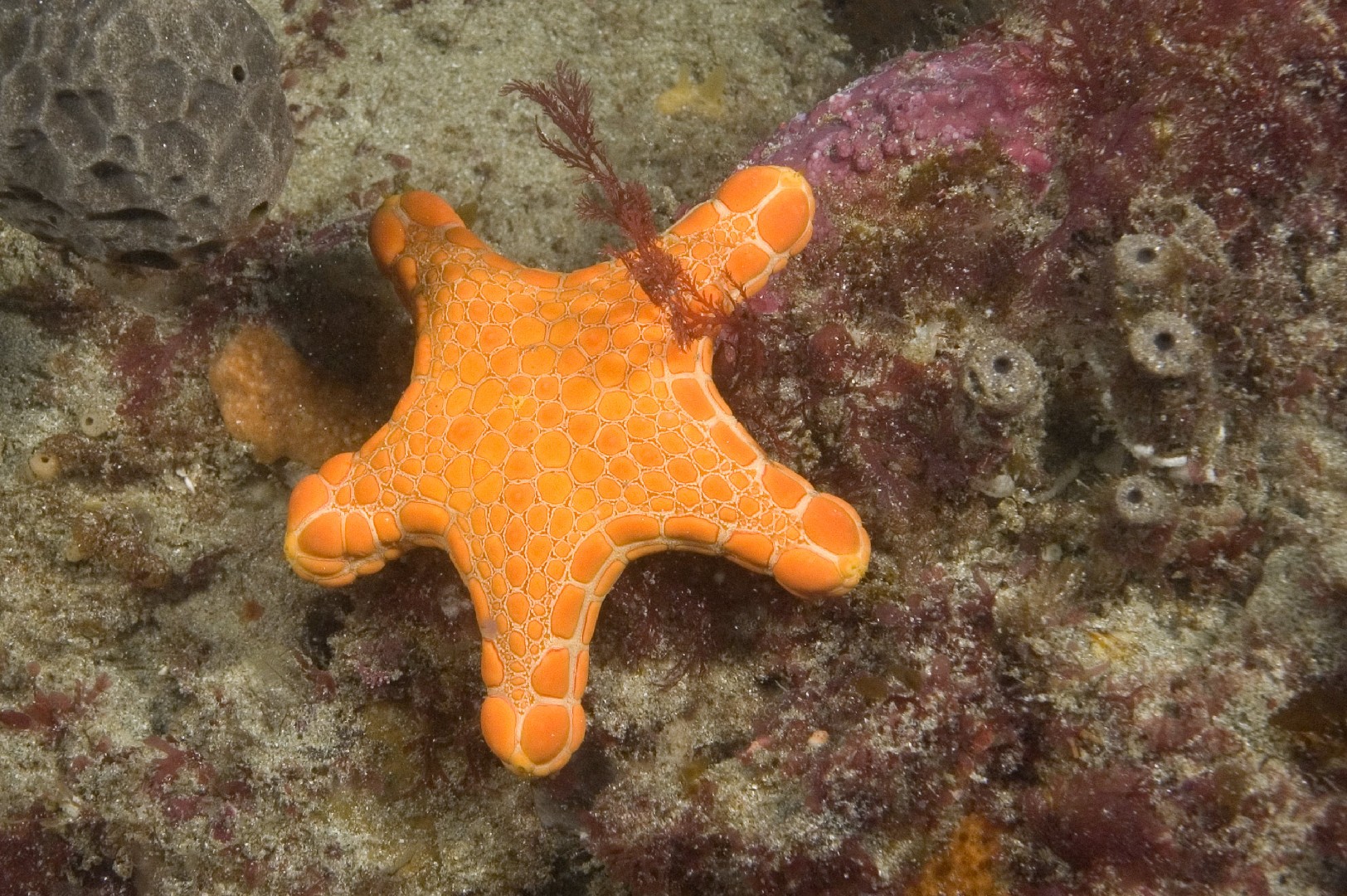 Biscuit star (Pentagonaster duebeni)