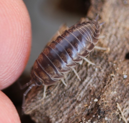 Curly woodlouse (Cylisticus convexus)