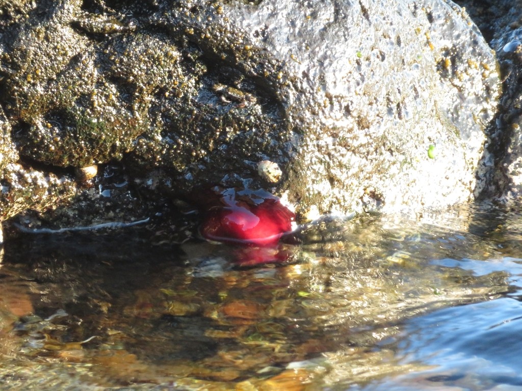 Tomate de mer (Actinia mediterranea)