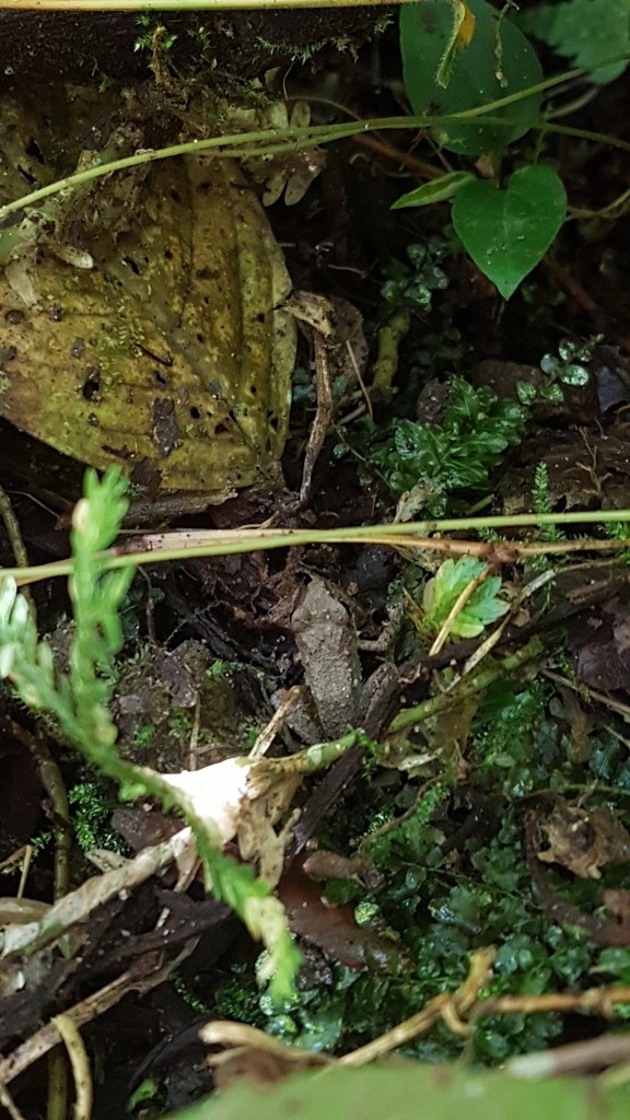 Pristimantis achatinus (Pristimantis achatinus)