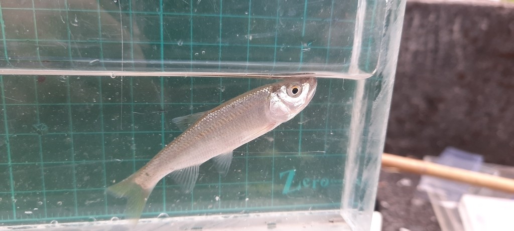 タカサゴオイカワ (Opsariichthys pachycephalus)