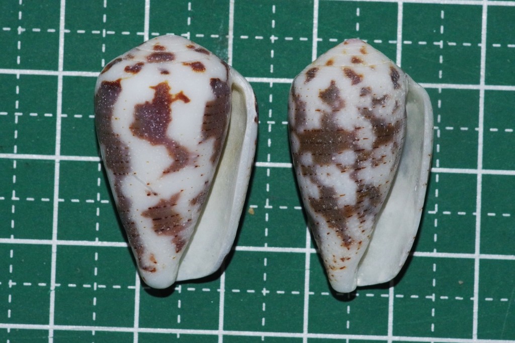 Conus striolatus (Conus striolatus)