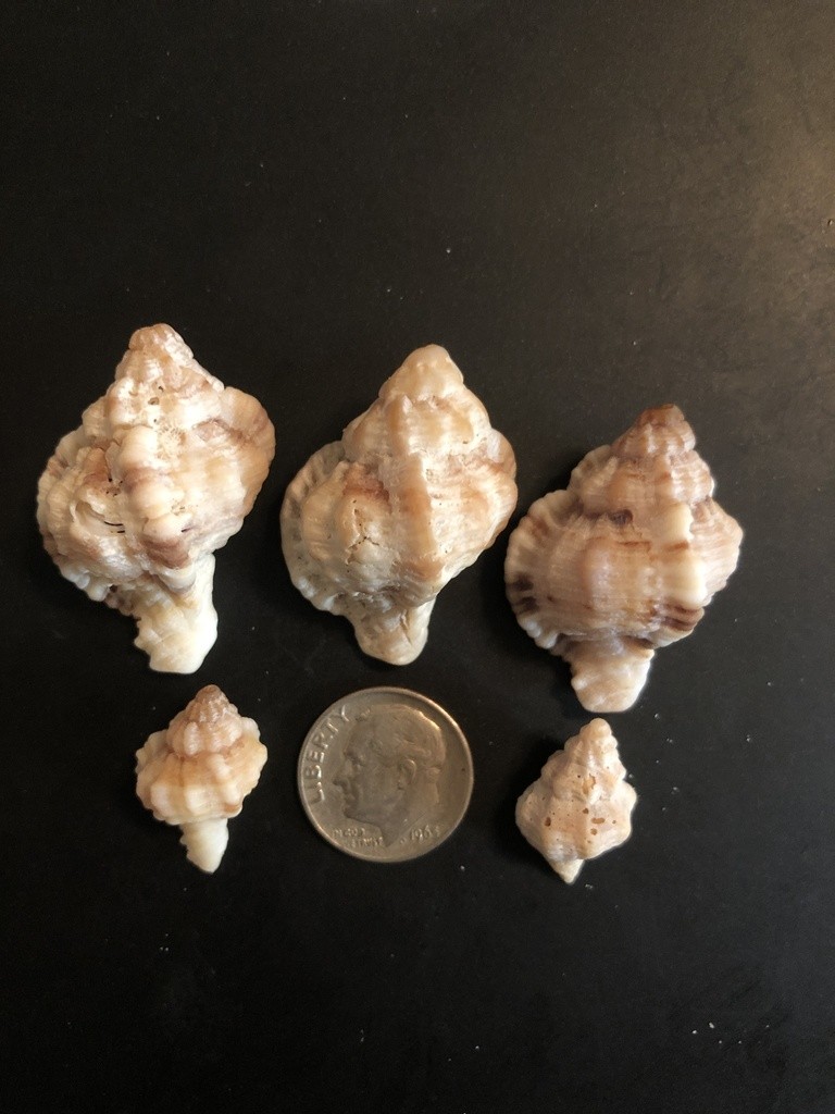 Apple murex (Phyllonotus pomum)