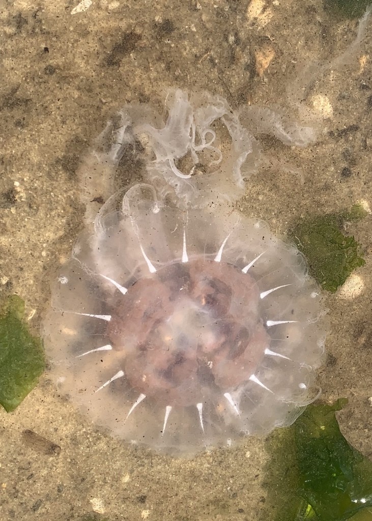 Sea nettle (Chrysaora)