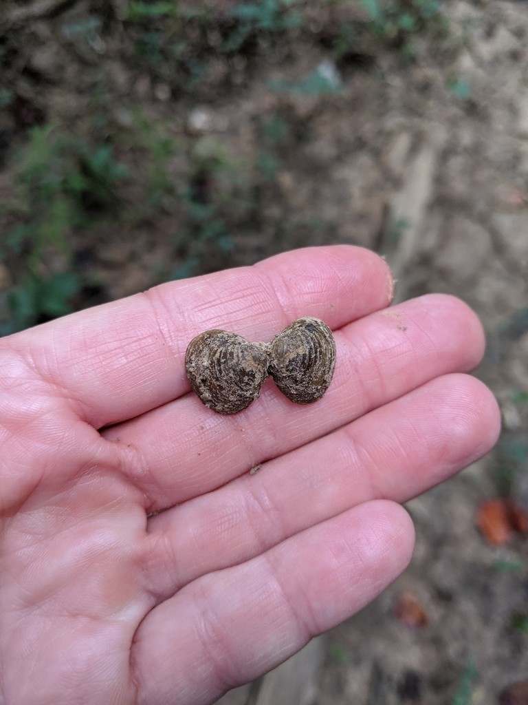 タイワンシジミ（台湾蜆） (Corbicula fluminea)