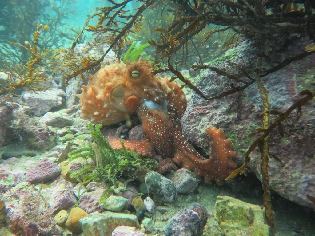 Maori octopus (Macroctopus)