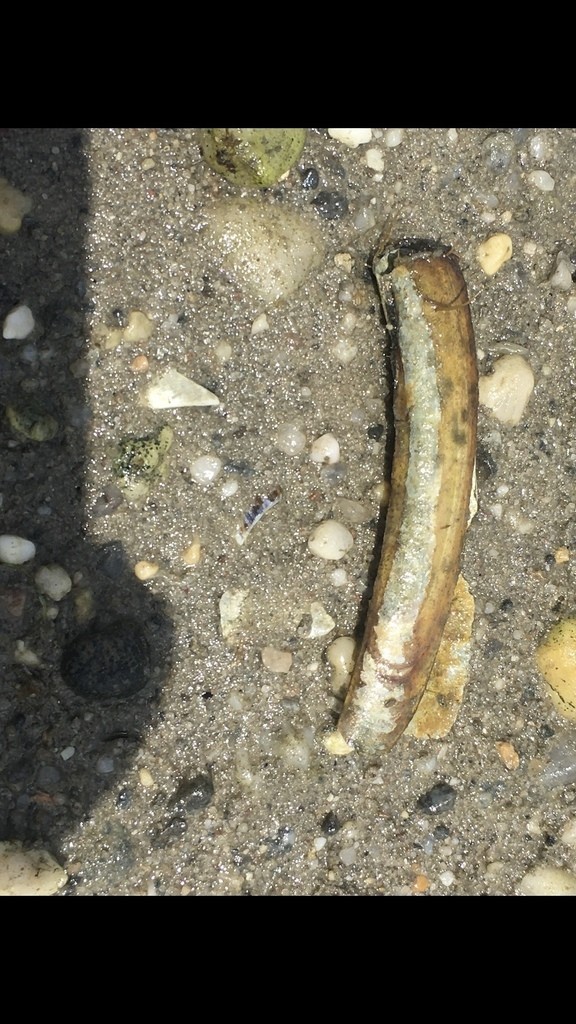 Atlantic jackknife clam (Ensis leei)