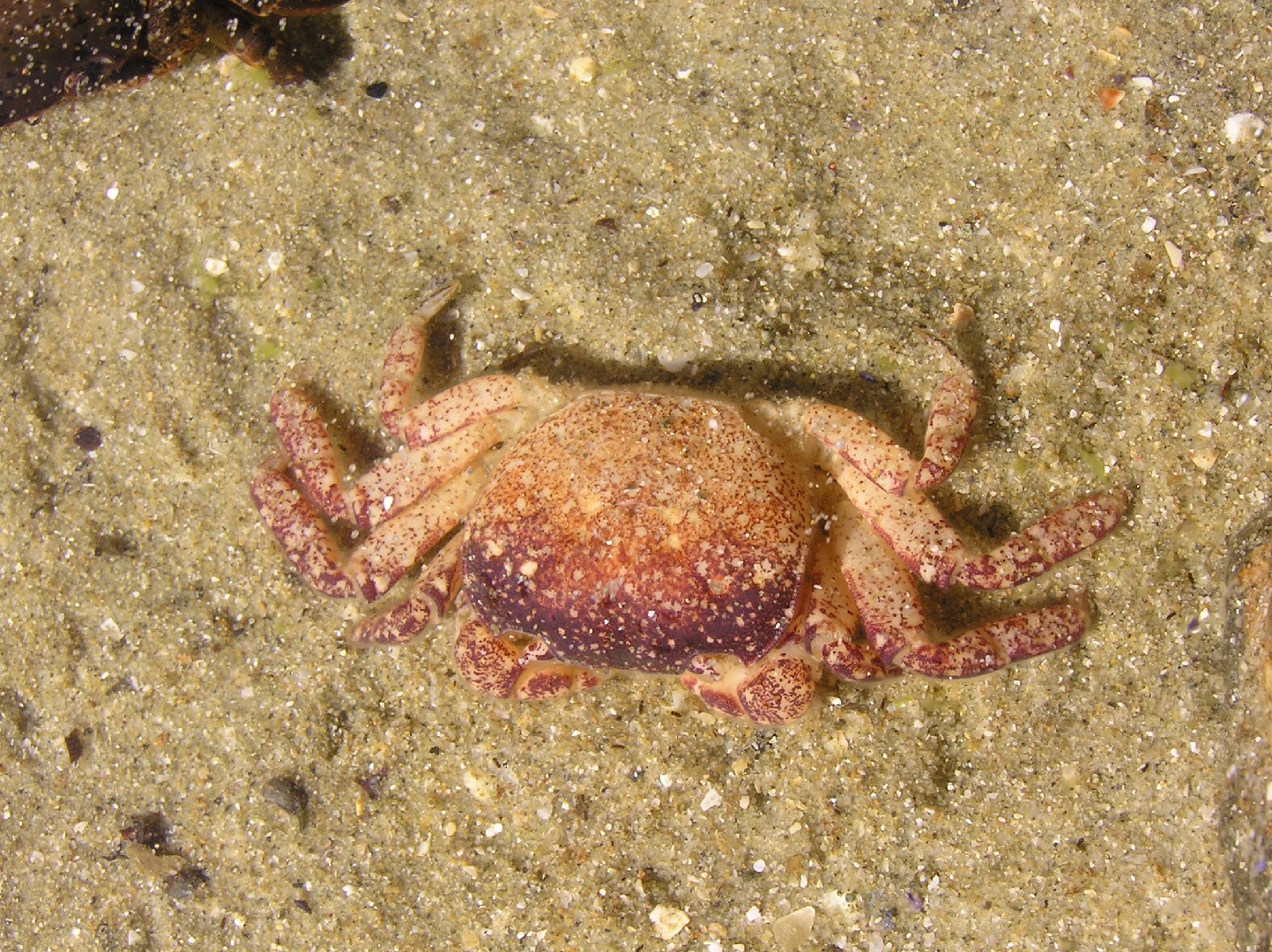 Smooth shore crab (Cyclograpsus lavauxi)