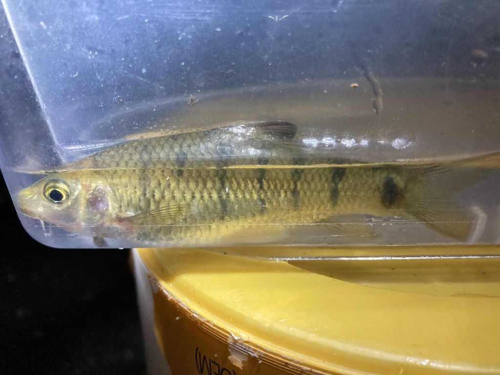 Acrossocheilus paradoxus (Acrossocheilus paradoxus)