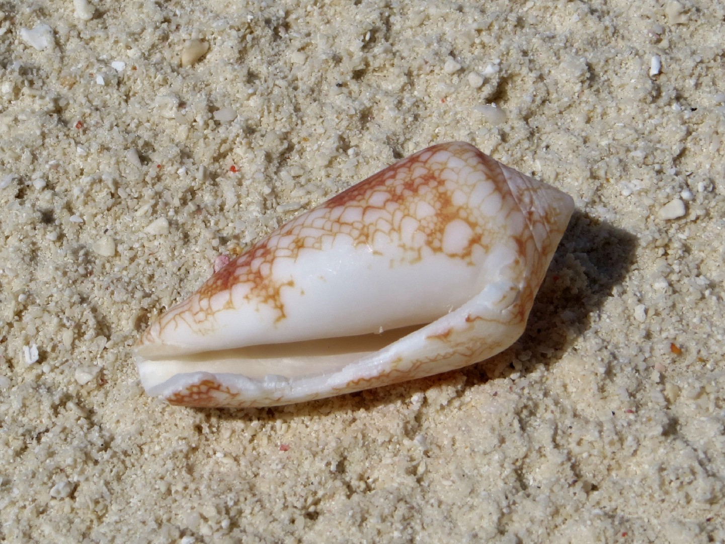 Conus arenatus (Conus arenatus)