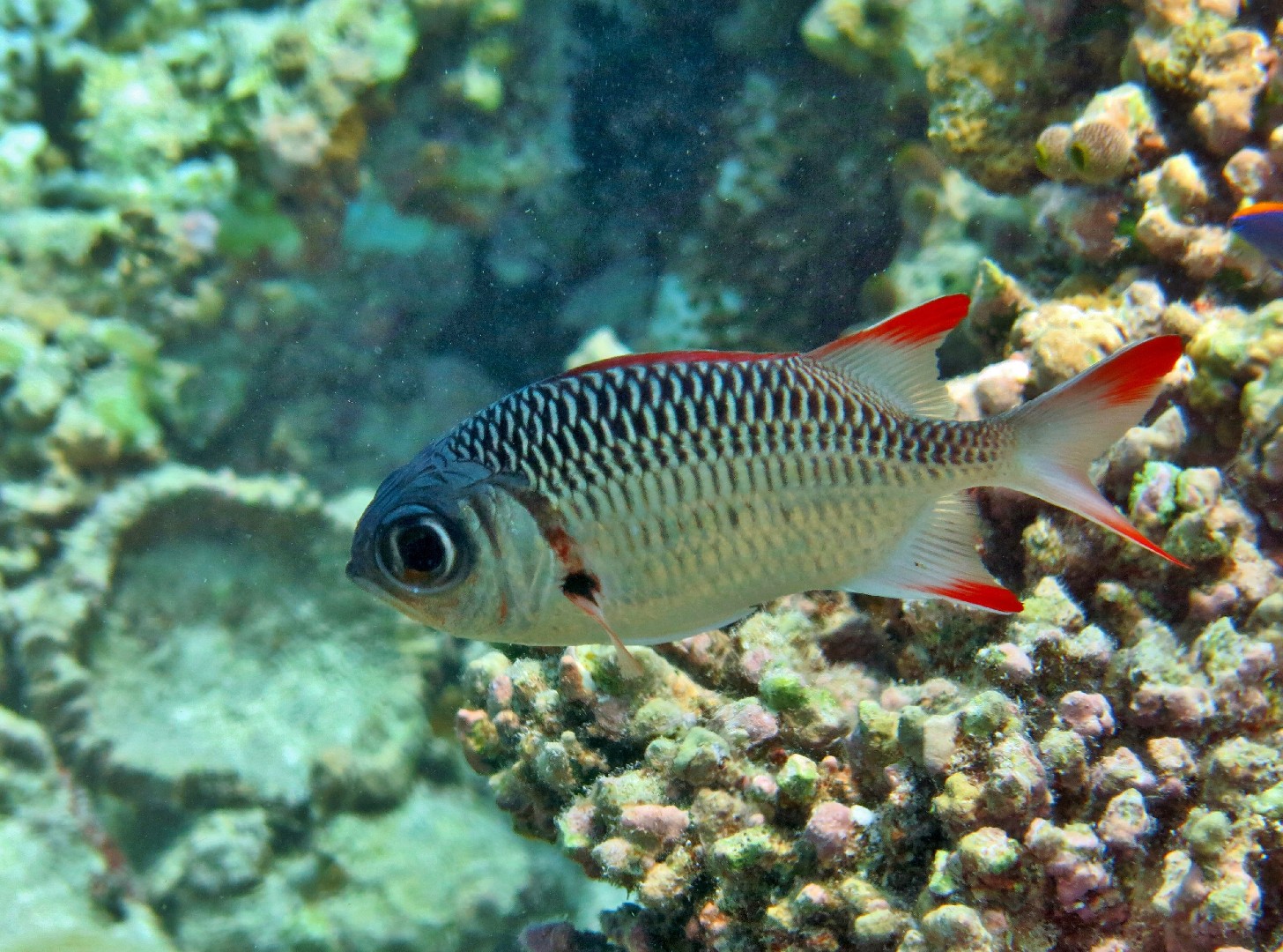 Myripristis (Myripristis)