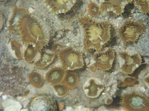 Green button polyp (Palythoa mutuki)