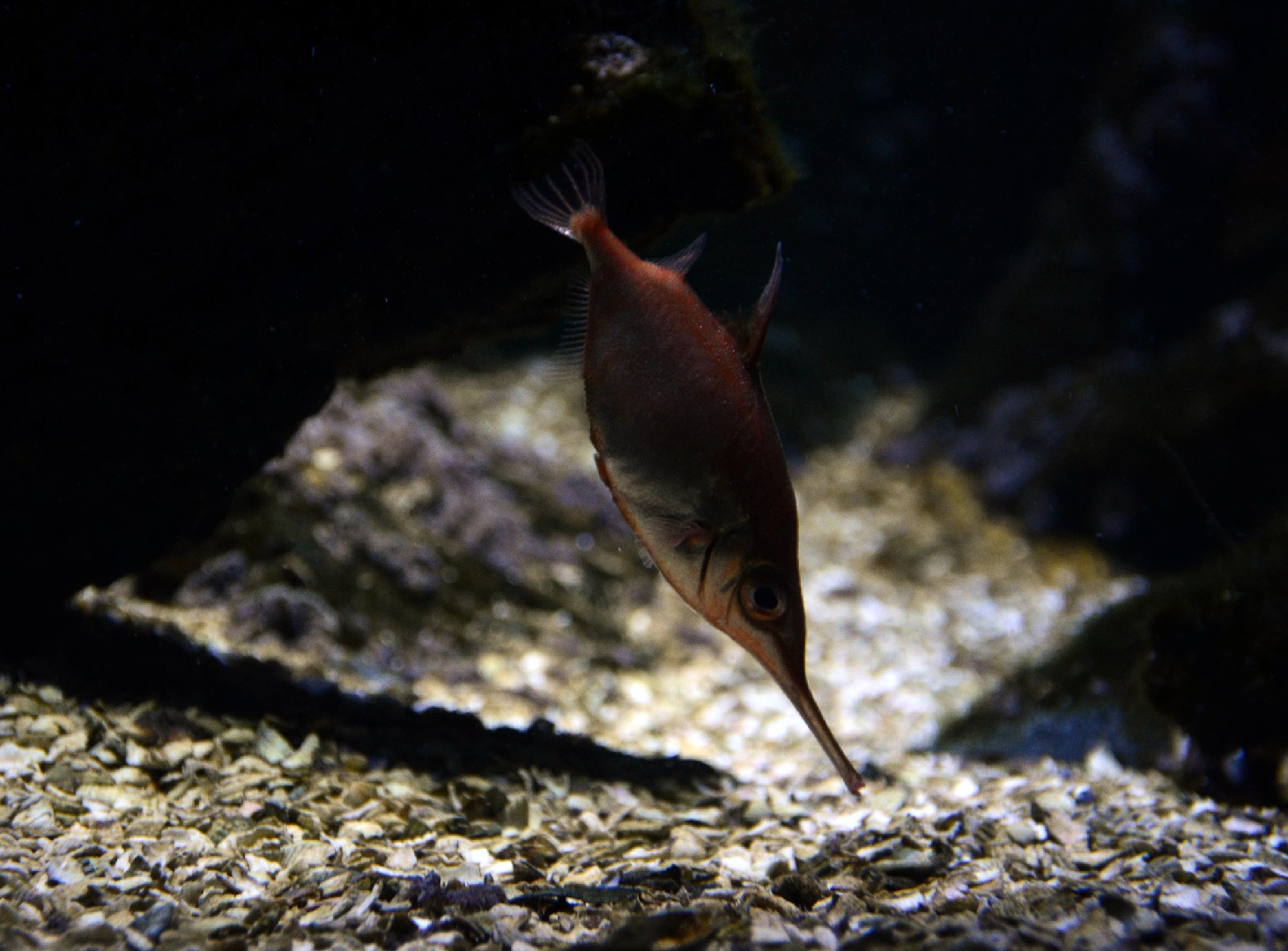 Gewöhnlicher schnepfenfisch (Macroramphosus scolopax)