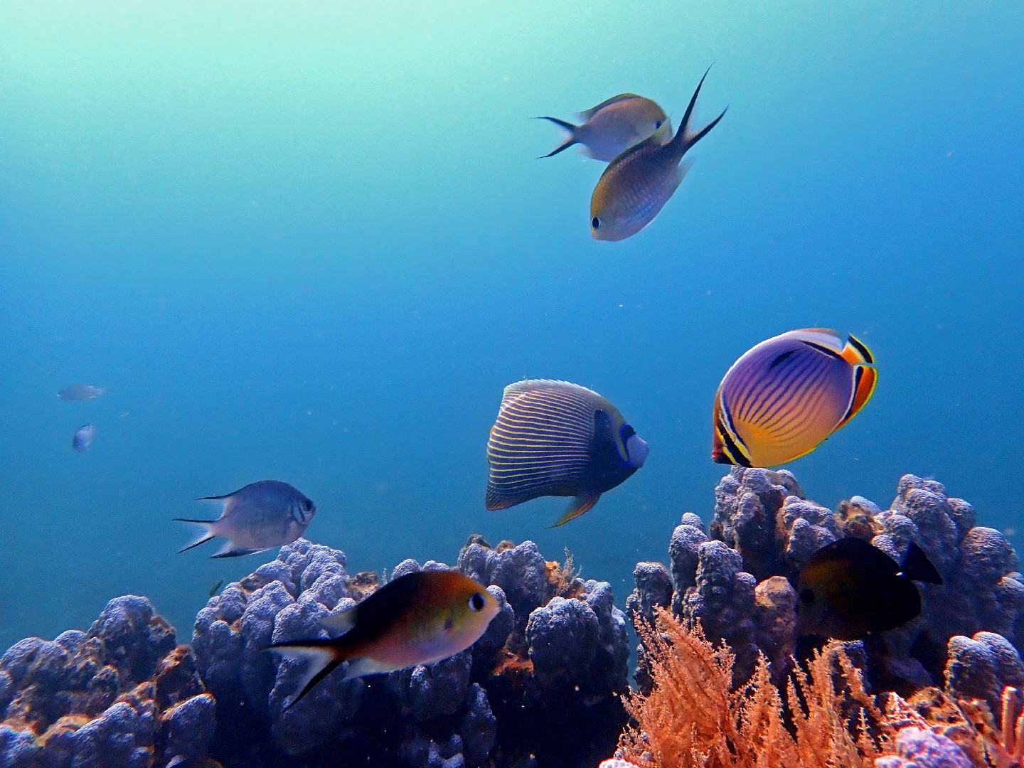 Damselfish (Amblyglyphidodon)