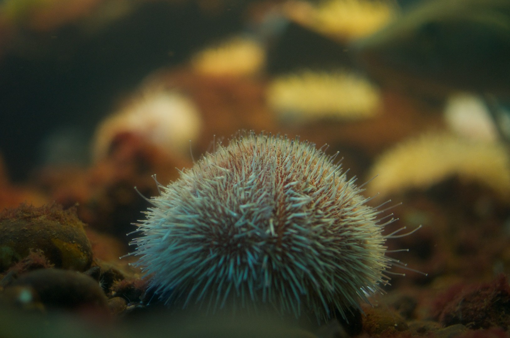 European edible sea urchin (Echinus esculentus)