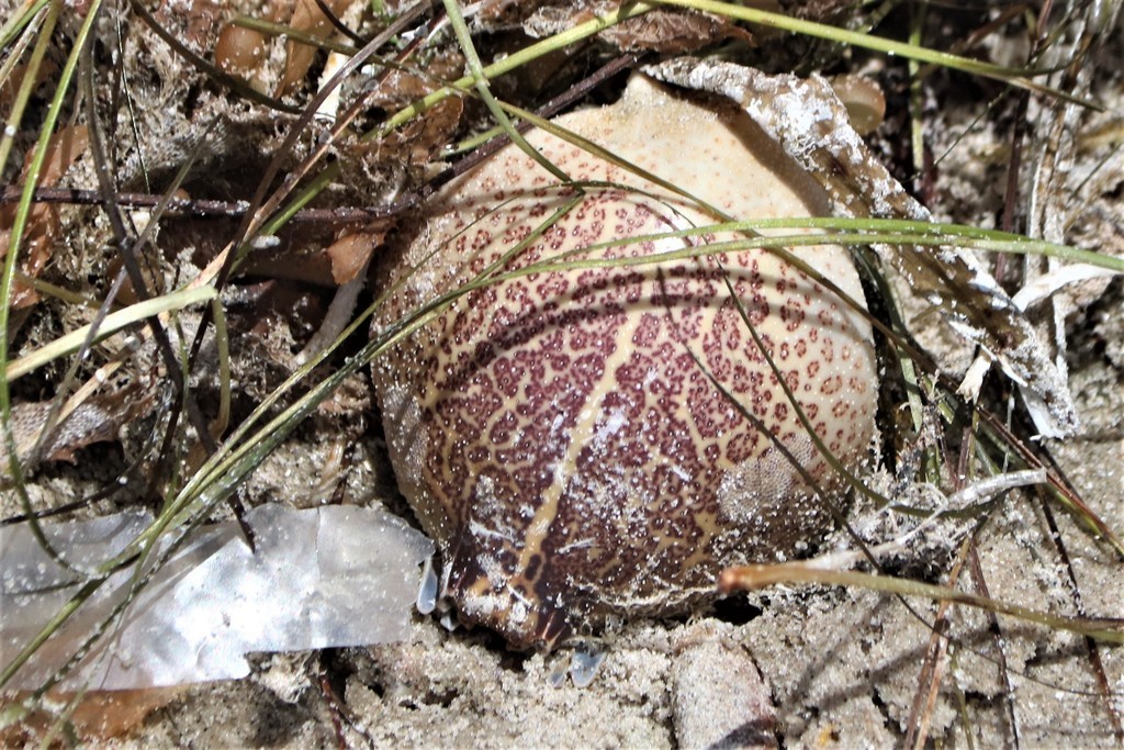 Persephona aquilonaris (Persephona aquilonaris)