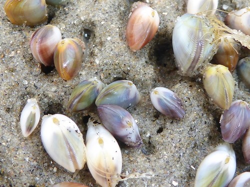 Bean clam hydroid (Eucheilota bakeri)