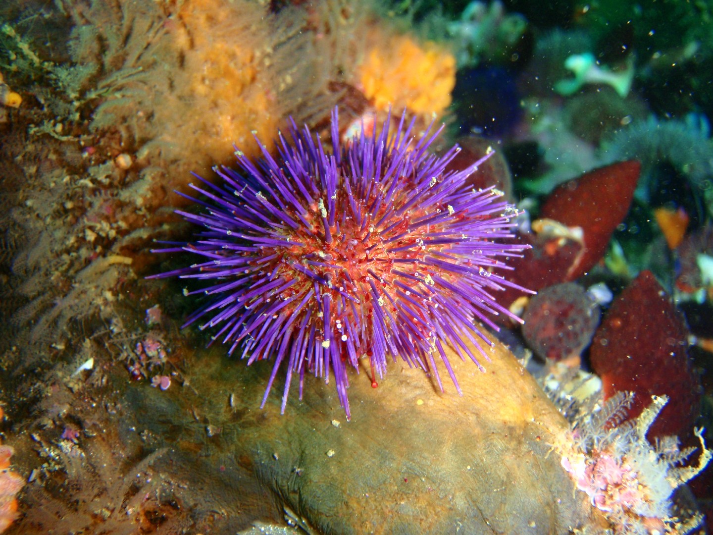 Cape sea urchin (Parechinus angulosus)