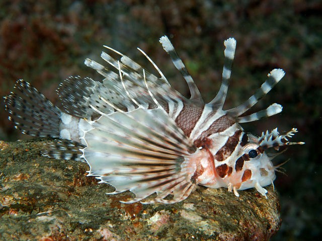 Zebra turkeyfish (Dendrochirus zebra)