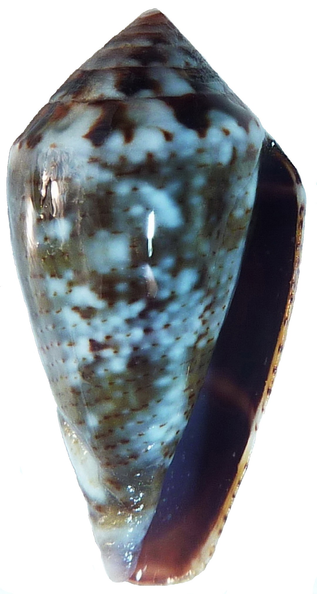 Conus ventricosus (Conus ventricosus)