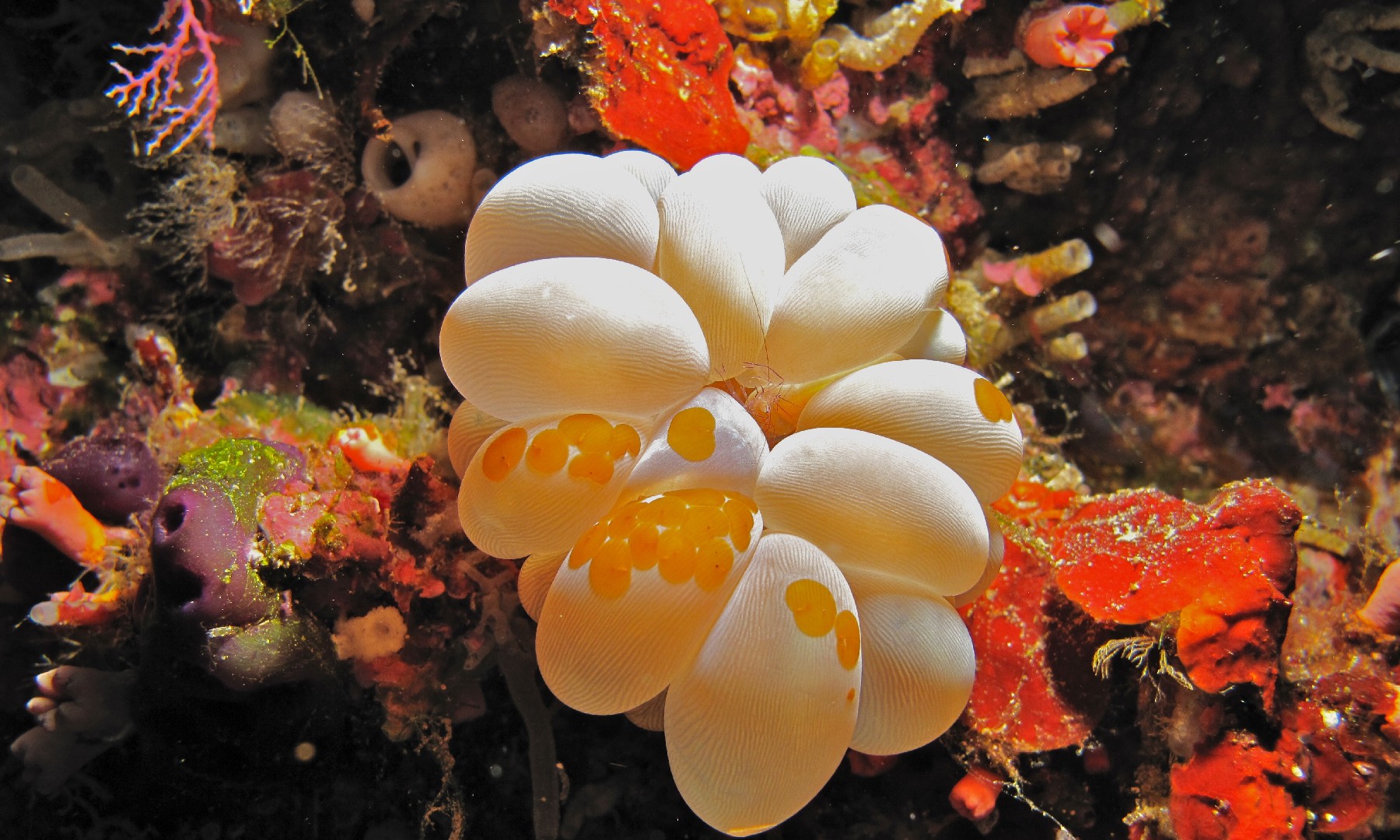 Plerogyra sinuosa (Plerogyra sinuosa)