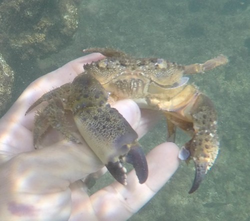 Eriphia verrucosa (Eriphia verrucosa)