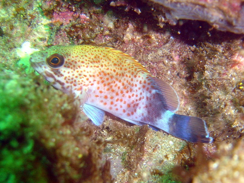 Scorpion grouper (Acanthistius sebastoides)