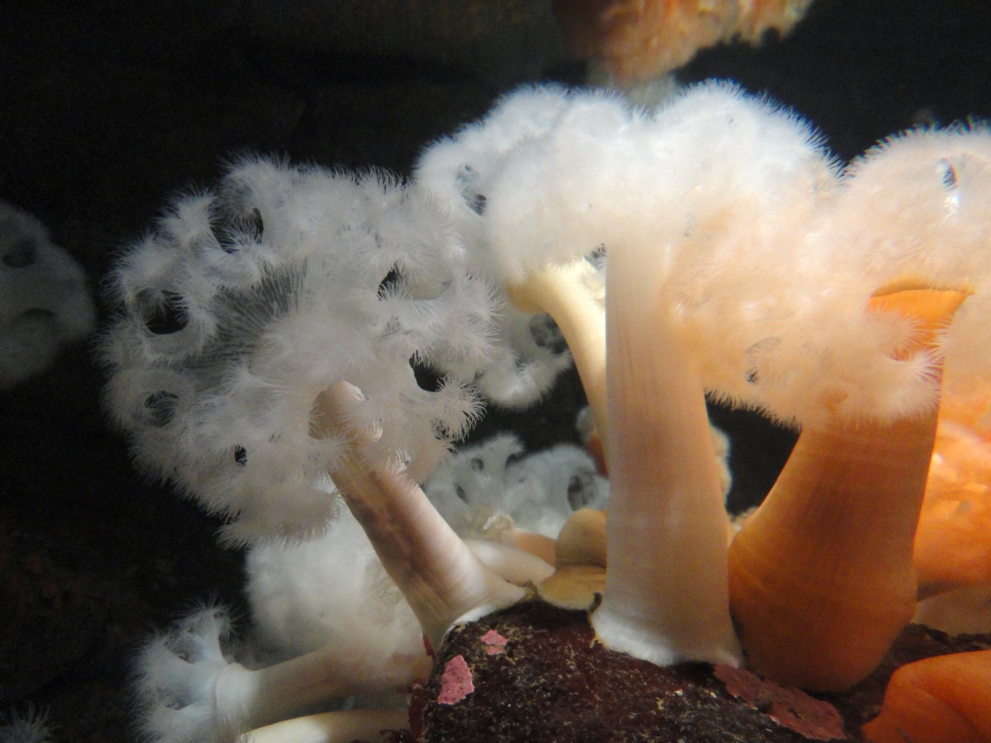 Plumose anemones (Metridium)