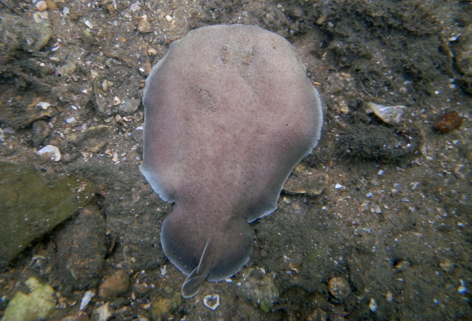 Coffin ray (Hypnos monopterygius)