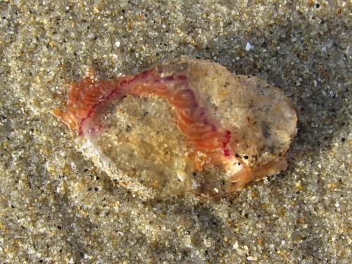 Bell jellies (Polyorchis)