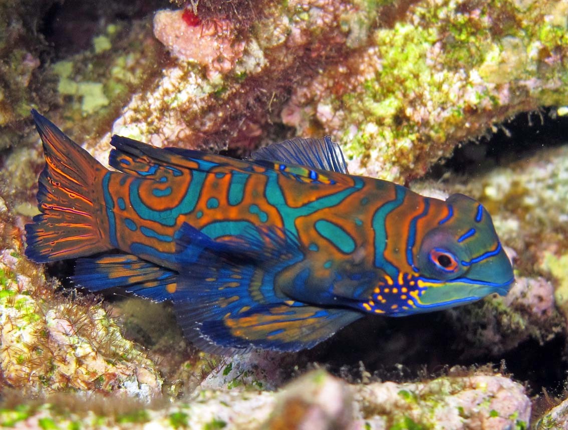 Poisson mandarin (Synchiropus splendidus)