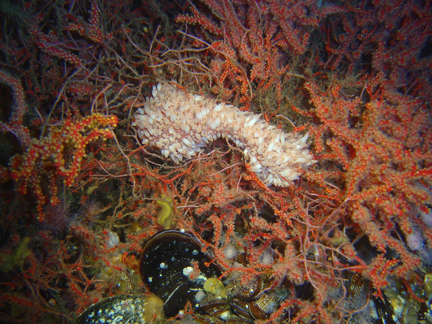 Walking anemone (Preactis millardae)