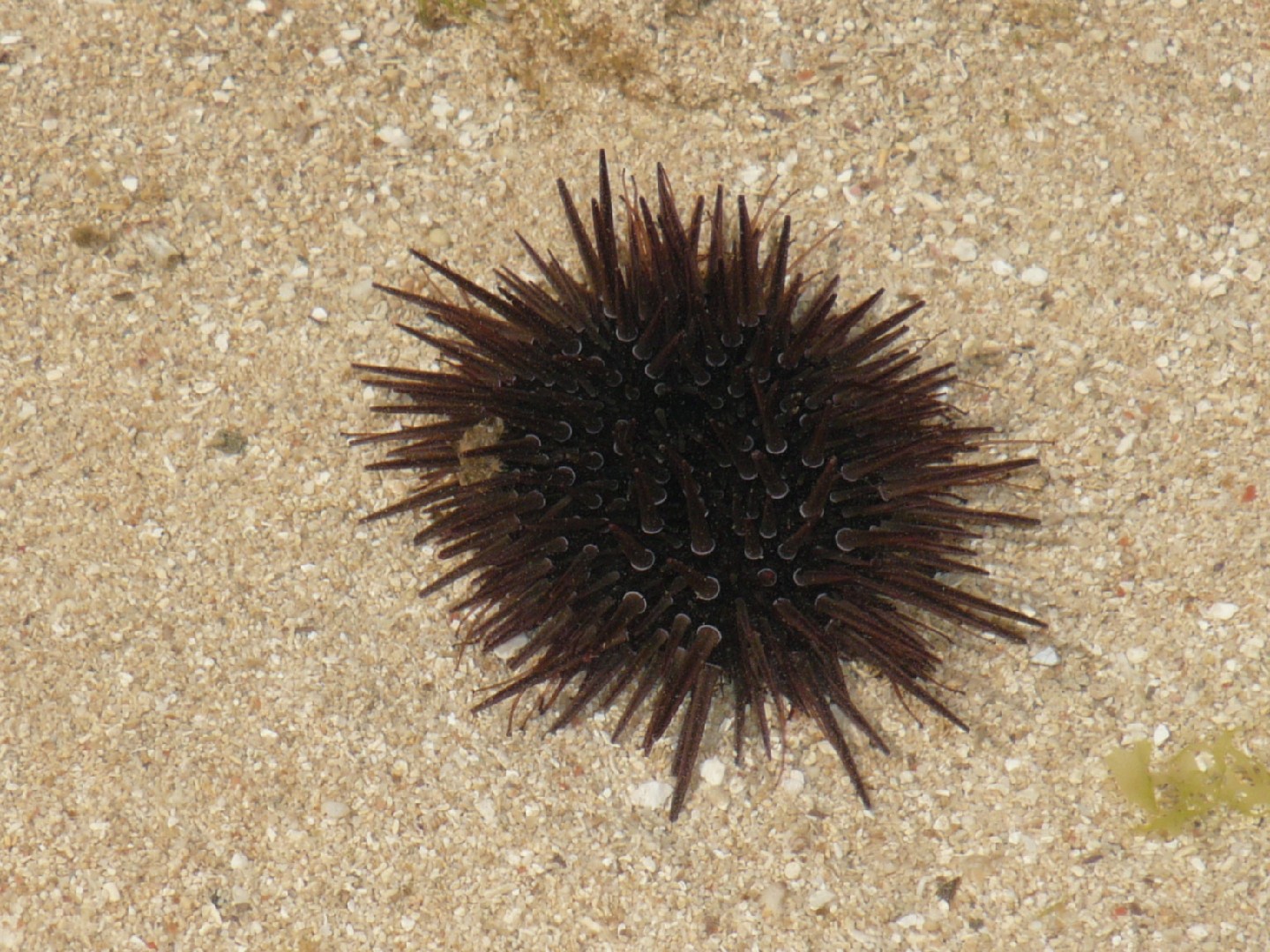 Erizos de arrecifes (Echinometra)