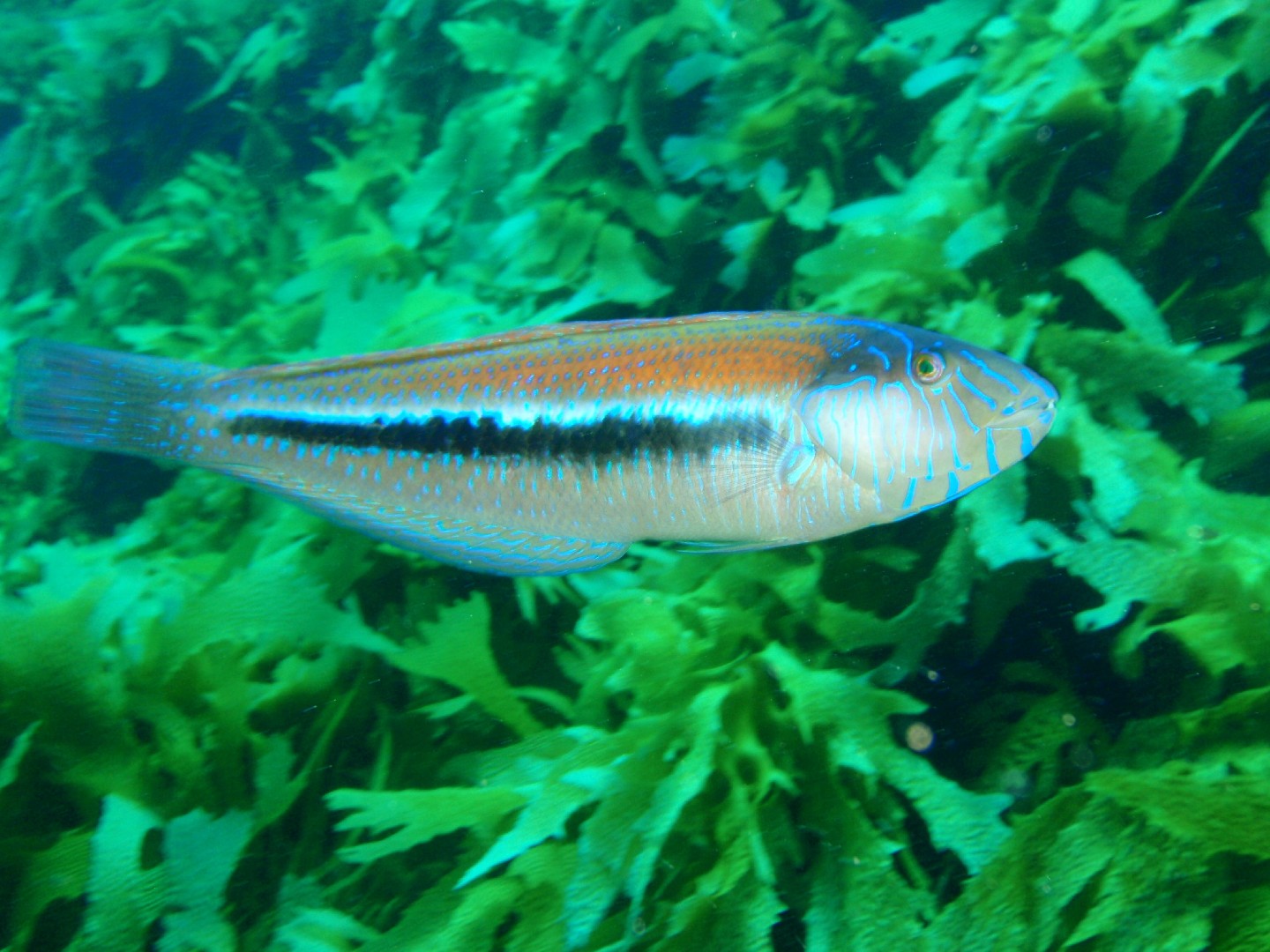 Southern maori wrasse (Ophthalmolepis lineolata)