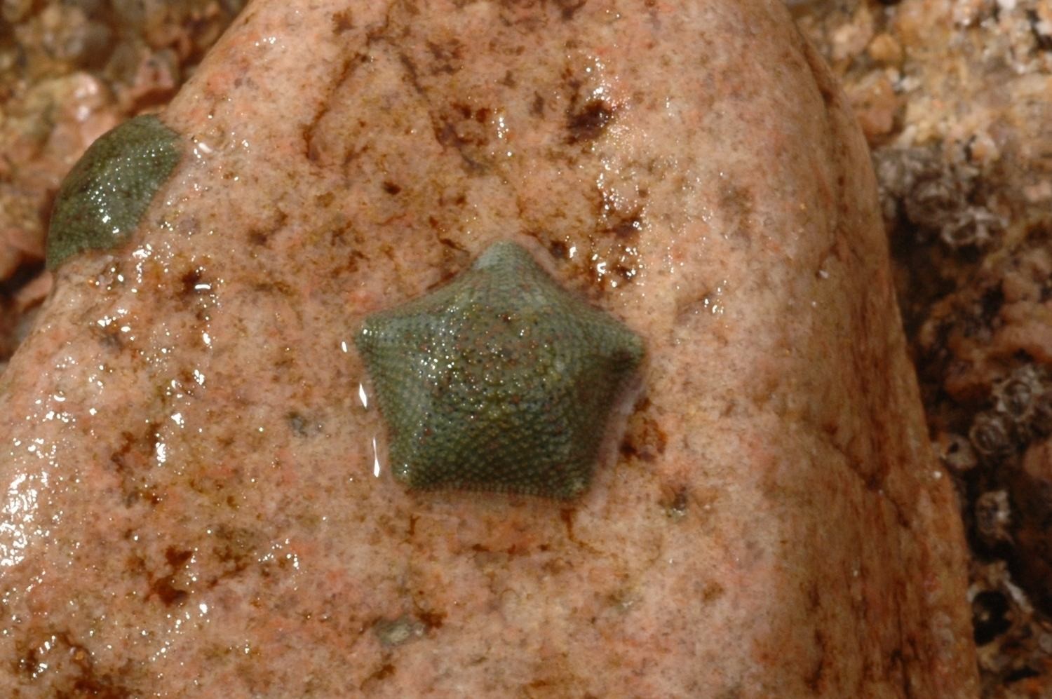 Dwarf cushion star (Parvulastra exigua)