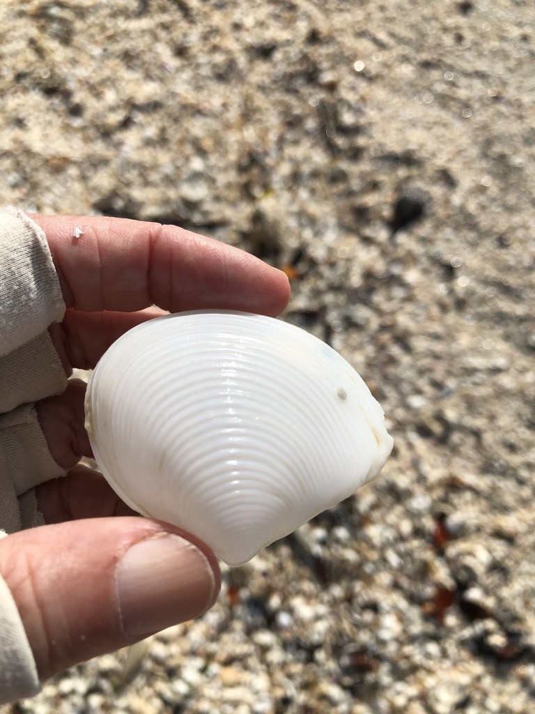 Channeled duck clam (Raeta plicatella)