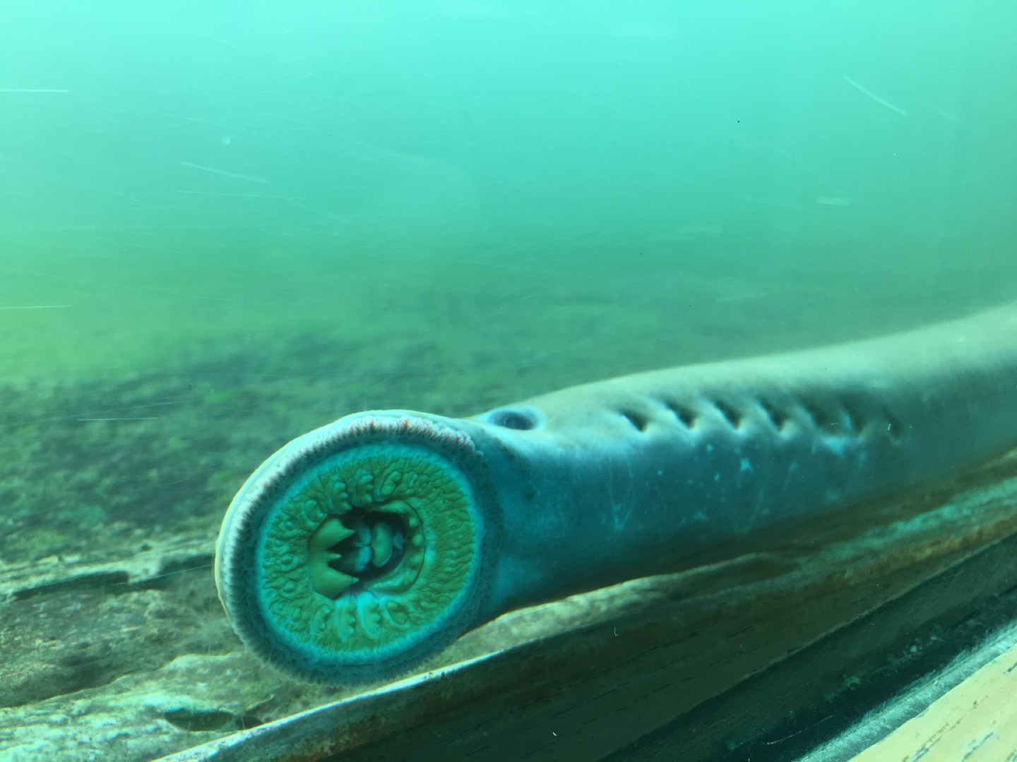 Pacific lamprey (Entosphenus tridentatus)