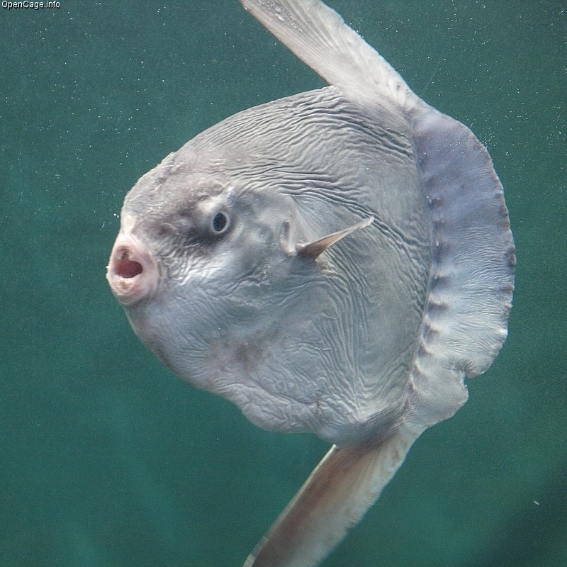 Maanvis (Mola mola)