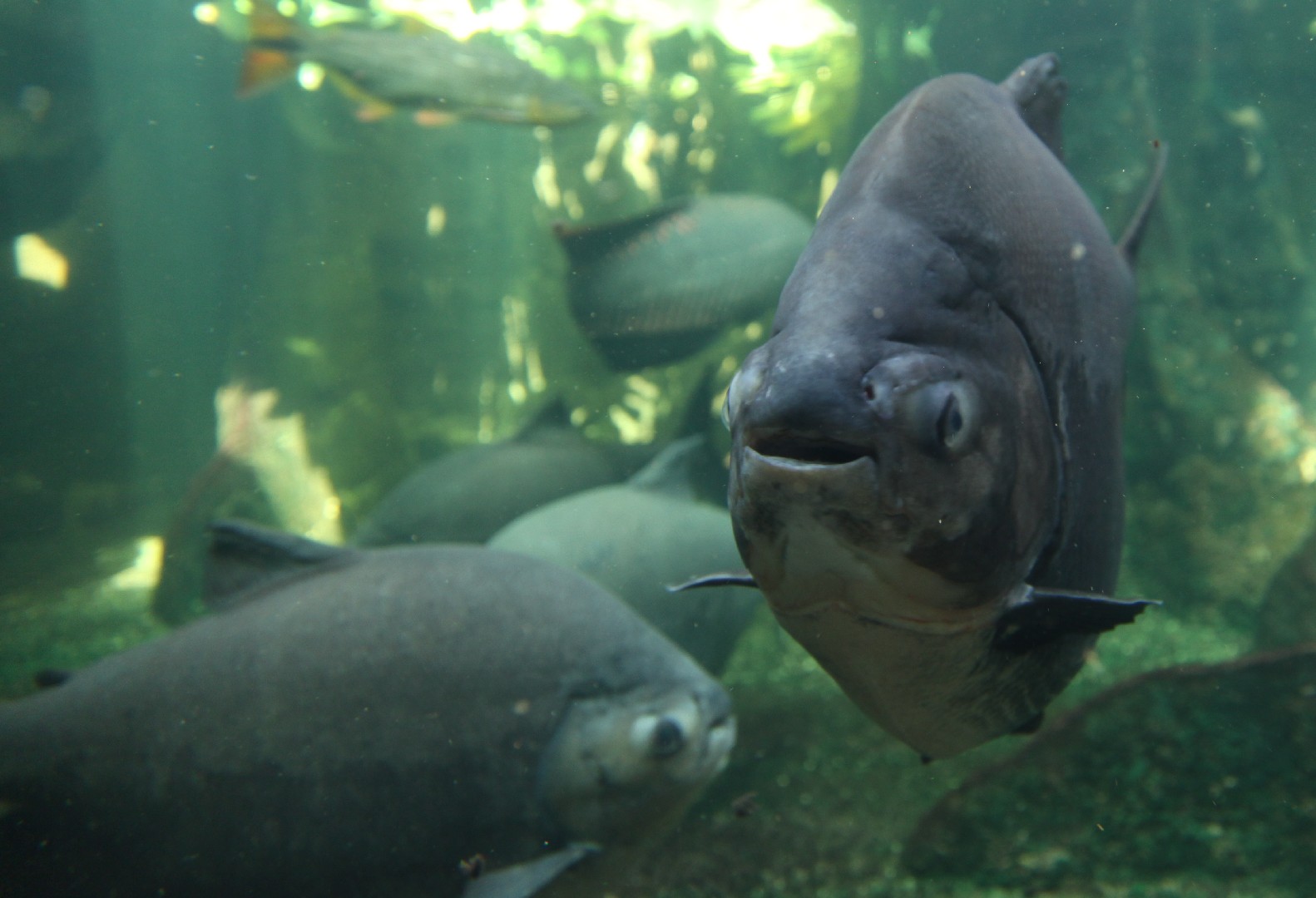 Cachama blanca (Piaractus brachypomus)