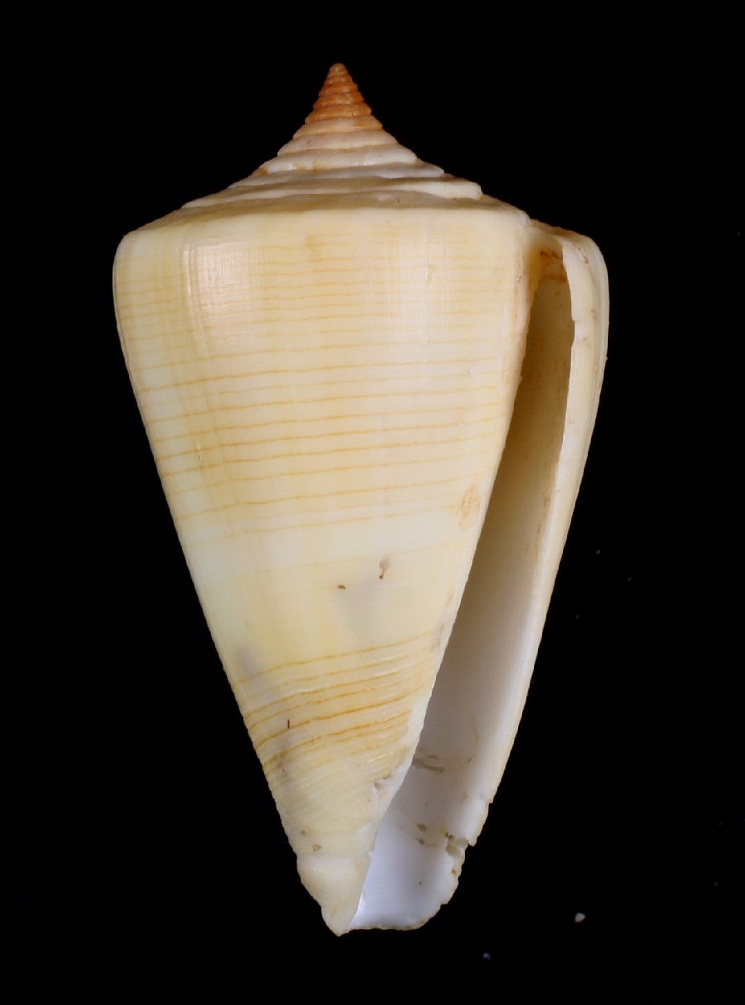 Conus quercinus (Conus quercinus)