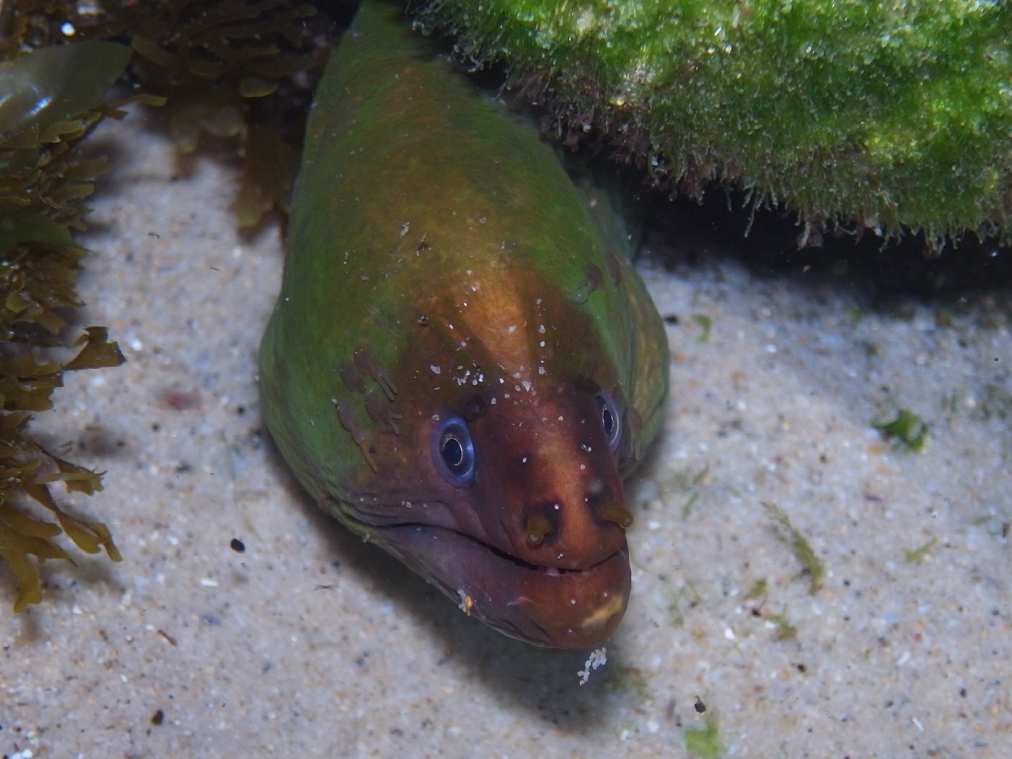 Gymnothorax prasinus (Gymnothorax prasinus)