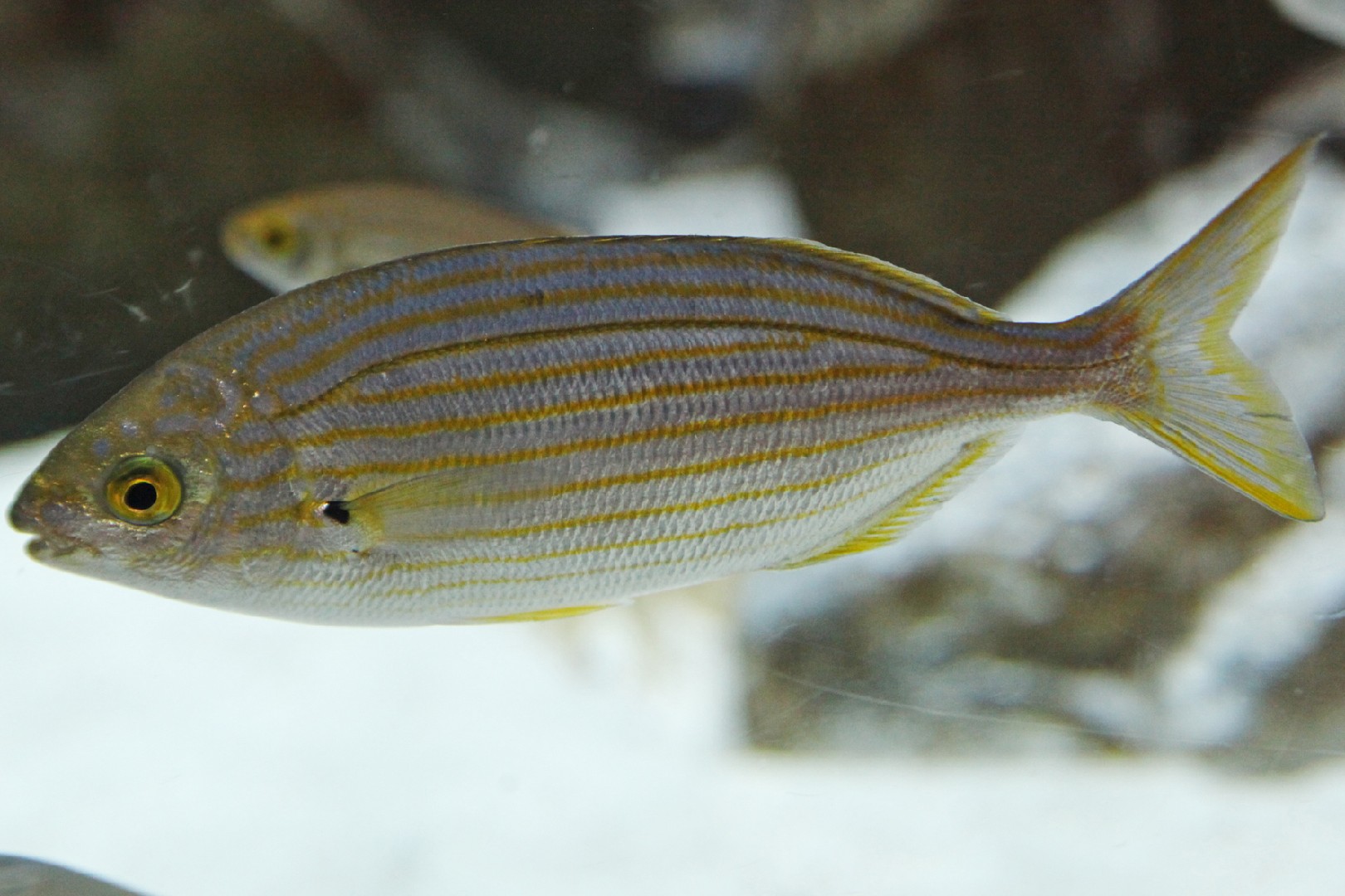 Goldstrieme (Sarpa salpa)