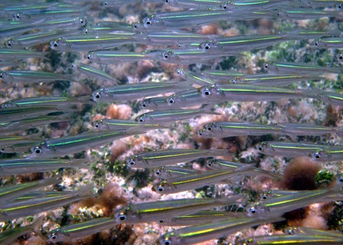 Scaly sardines (Harengula)