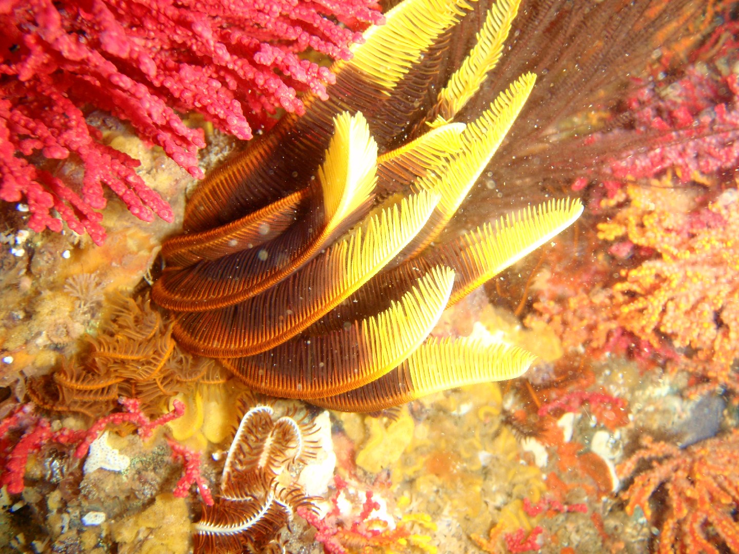 Elegant feather star (Tropiometra carinata)