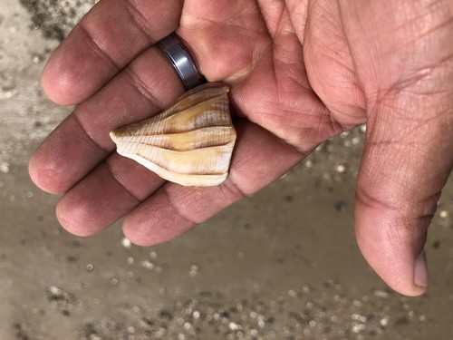 Sinistrofulgur pulleyi (Sinistrofulgur pulleyi)