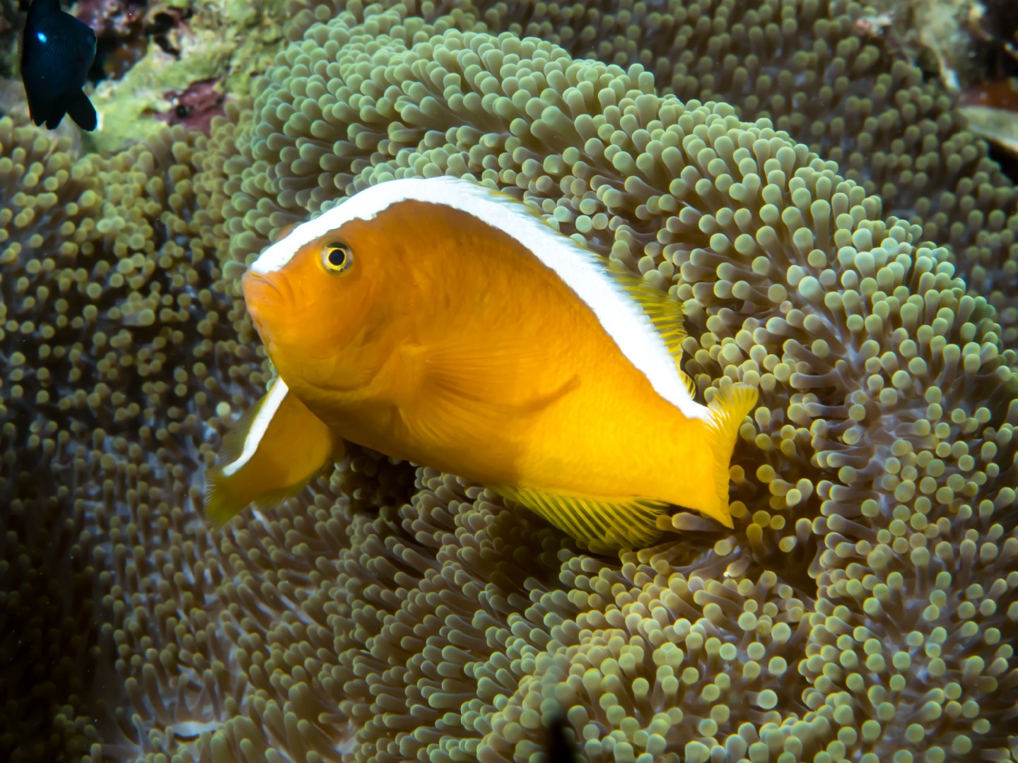 Amphiprion sandaracinos (Amphiprion sandaracinos)