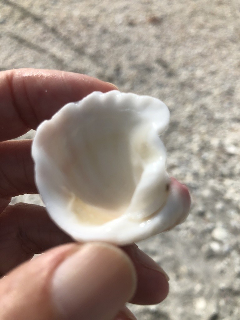 Arcinella (Arcinella)