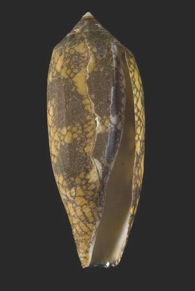 Conus aulicus (Conus aulicus)