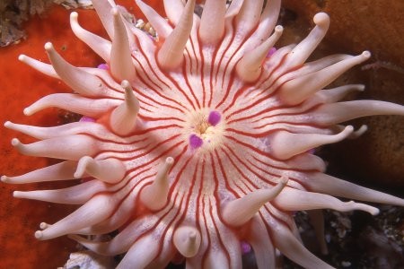 Anthostella stephensoni (Anthostella stephensoni)