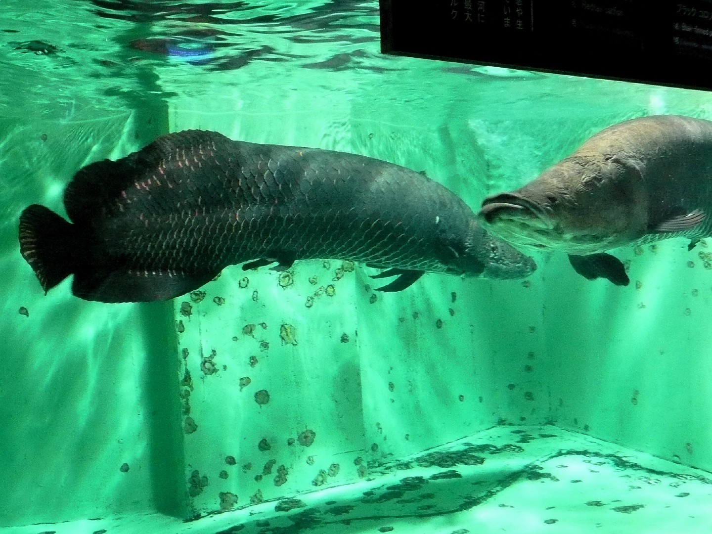 أربيمة عملاقة (Arapaima gigas)